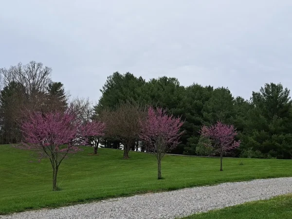 A view looking across a gravel road toward a rolling green hillside dotted with flowering pink redbud trees and a thick backdrop of green pine trees under an overcast sky at Kountry Resort Campground.